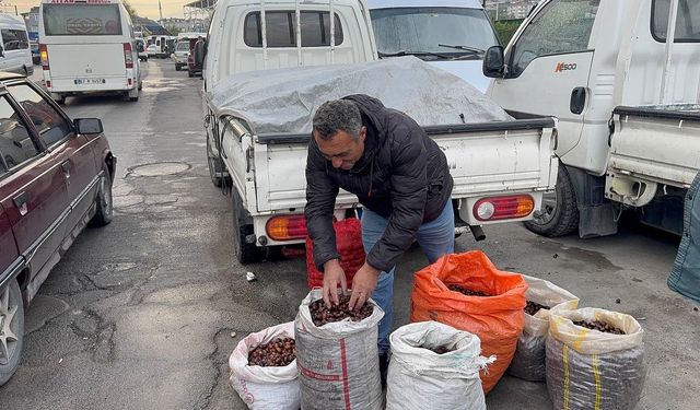 Kuraklık ve gal arısı istilası ünlü kuzu kestanesini de vurdu