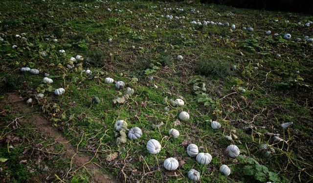 Sakarya'da ‘Beyaz Elmas' tarlalarda parlamaya başladı