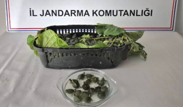 500 istilacı su kaplumbağası ele geçirildi