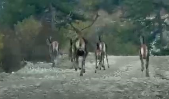 Geyik sürüsü böyle görüntülendi