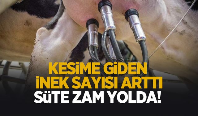 İnekler kesime gidiyor; Süte zam gelebilir!