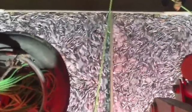 Bin kasa hamsi ve bin kasa sardalya ile limana döndüler