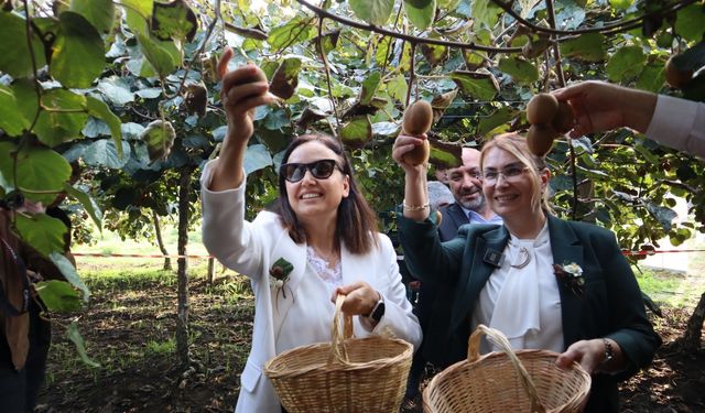 Coğrafi işaretli kivide hasat sevinci