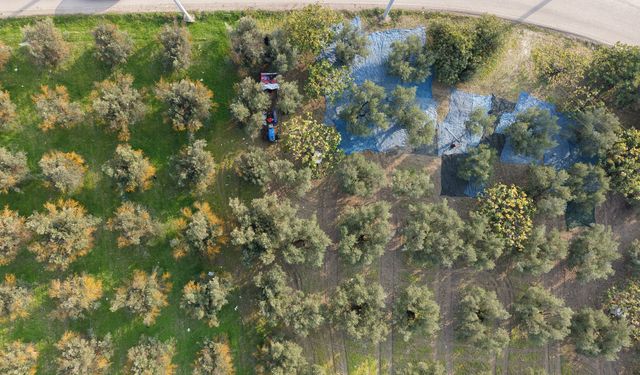 Zeytin hasadı başladı