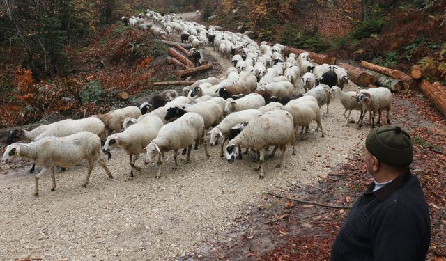 Yaylalardan köylere göç başladı