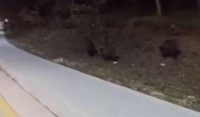 Aç kalan domuz sürüleri, üniversite kampüsüne indi