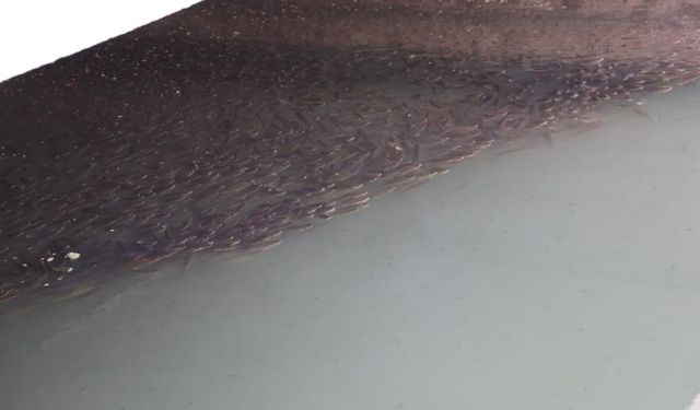 Karasu'da su kanalı adeta çöplüğe döndü