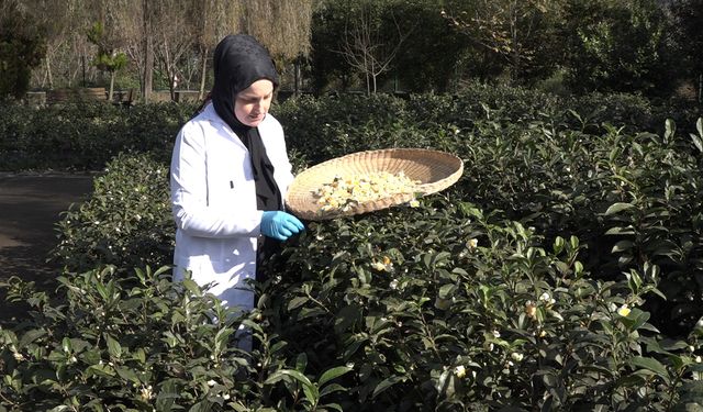 Bu çayın kilosu 6 bin lira