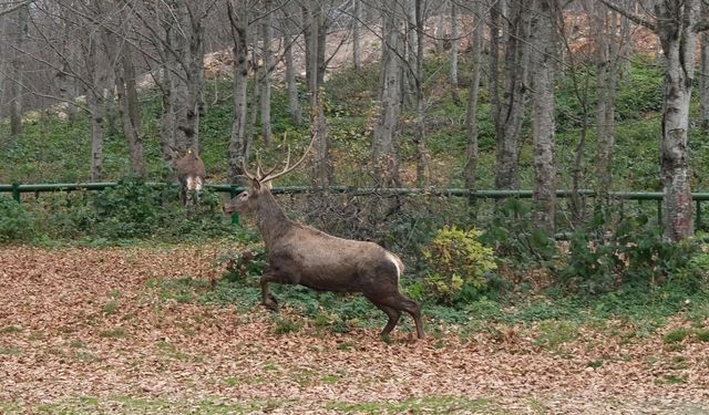 8 kızıl geyik daha doğal yaşamla buluşturuldu