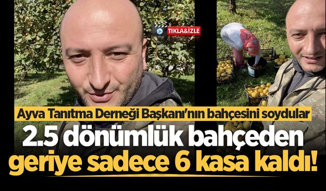 Ayva Tanıtma Derneği Başkanı'nın bahçesini soydular: 2.5 dönümlük bahçeden geriye sadece 6 kasa kaldı!
