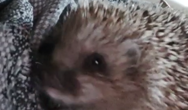 Kirpiler ile dostluğu görenleri gülümsetiyor