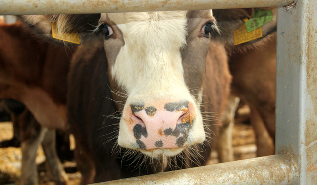 Mudurnu'da şap alarmı; 18 köy ve 4 mahalle karantinada