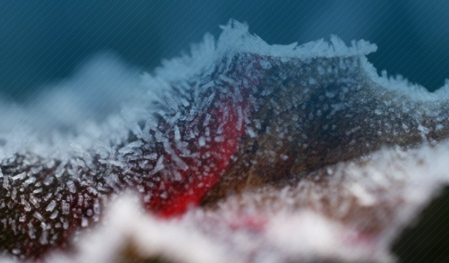 Çiftçilere zirai don için 798 milyon lira destek ödemesi