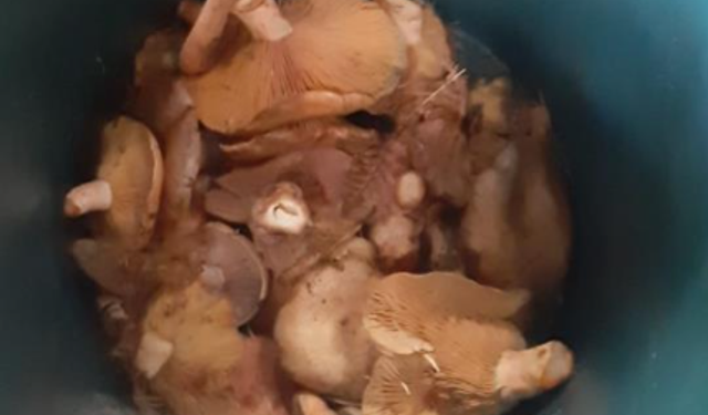 Toplayıp yediği mantardan zehirlendi