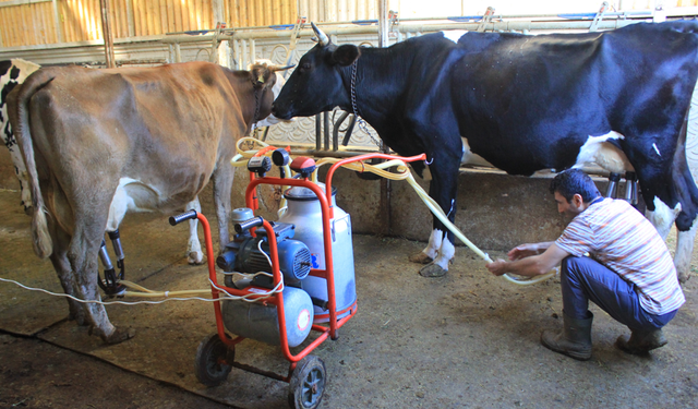 Şap yüzünden beside yüzde 30 kayıp tahmin ediliyor