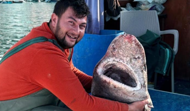 4 metre uzunluğunda köpek balığı ağa takıldı