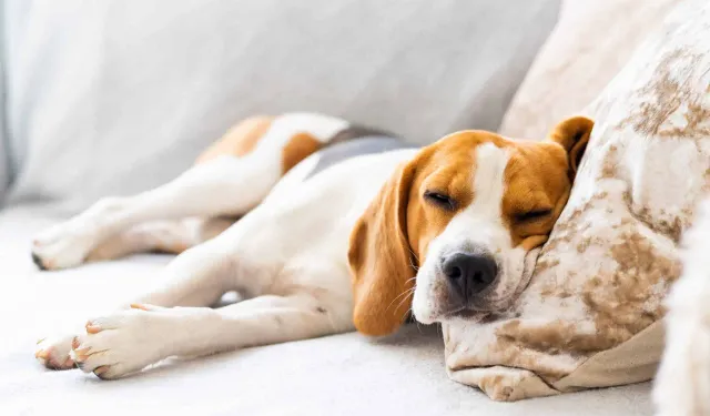 Evcil hayvanlarda raşitizm tehlikesi