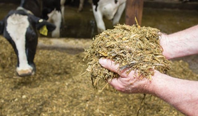 Veteriner hekim Mustafa Yıldız: “Sığır yemlerindeki mikotoksinlere dikkat!”