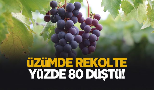 Zirai dondan etkilenen üzümde verim yüzde 80 düştü