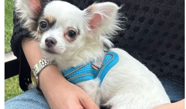 “Kuki” isimli köpek kayboldu