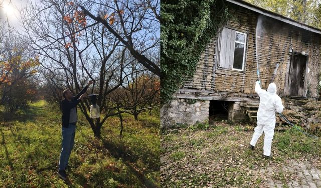 Geyve'de kahverengi kokarca ile mücadele devam ediyor