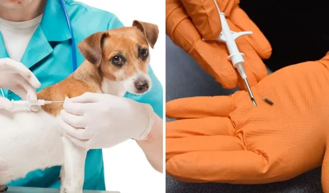 6 aylıktan büyük kedi ve köpek çiplendirilmesine yasal af 31 Aralık'ta sona eriyor!