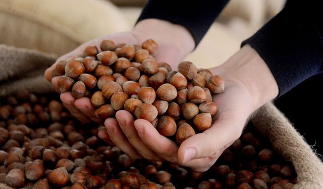 Fındık fiyatı 250 TL'ye geriledi