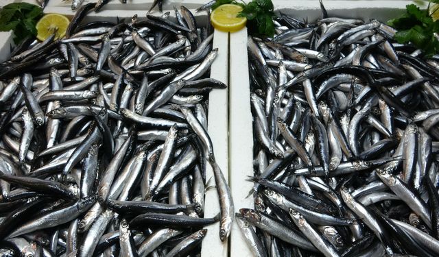 Karadeniz’de hamsi bolluğu devam ediyor