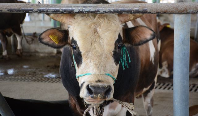 Bolu'da şap kısıtlamaları kaldırıldı