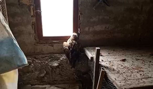 Yaralı şahin koruma altına alındı