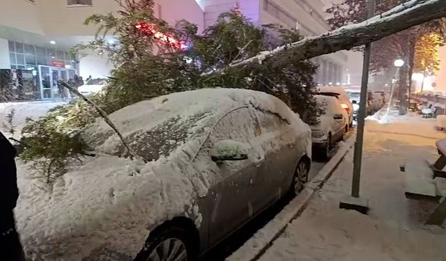 Park halindeki araçların üzerine ağaç devrildi