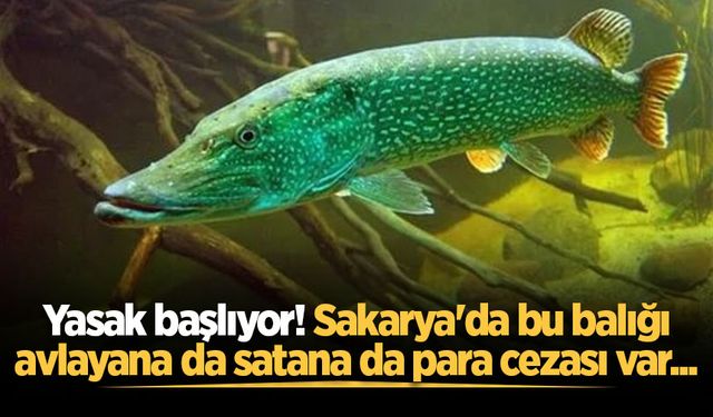Yasak başlıyor! Sakarya'da bu balığı avlayana da satana da para cezası var...