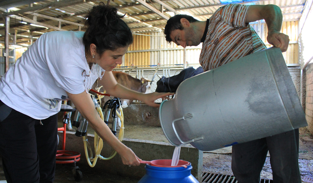 Şapın vurduğu üreticiler süt fiyatında güncelleme istiyor