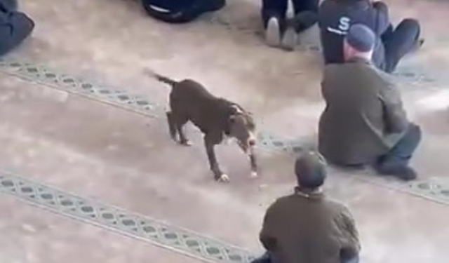 Camide pitbull paniği