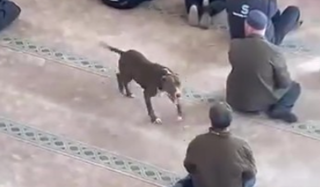 Camiye giren pitbull yakalandı, sahibine işlem yapıldı