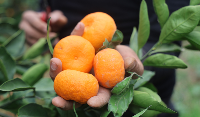 Tarlada 2 lira markette, pazarda 30-50 lira