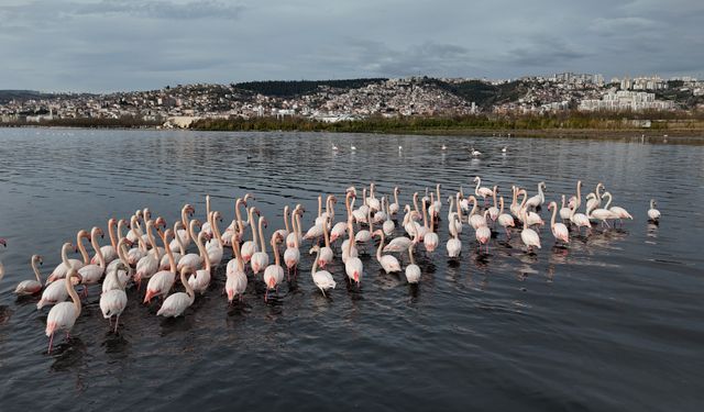 Körfeze flamingo akını