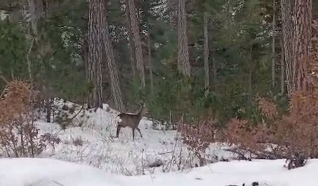 Yiyecek arayan yaban hayvanları karlı yollara indi