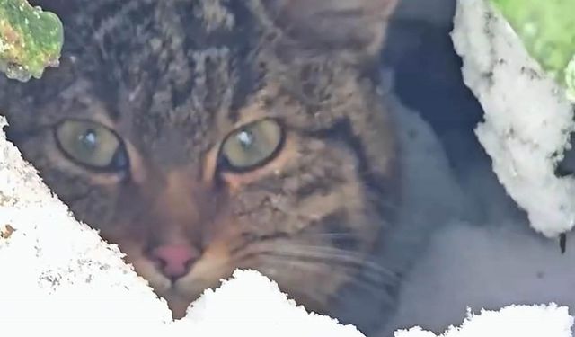 Karlar arasında yaban kedisi görüntülendi