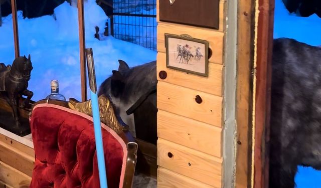 Yılkı atları evine kadar geldi