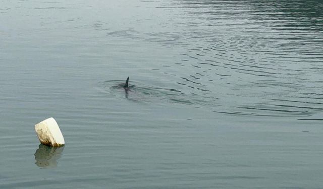 Yunus kurtarma operasyonu