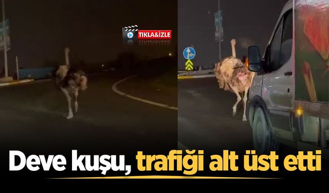 Deve kuşu, trafiği alt üst etti