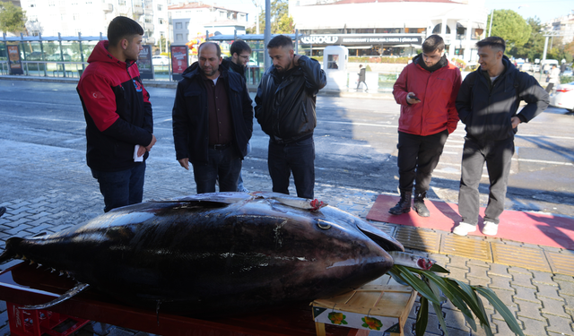 Karadeniz’de 353 kiloluk dev orkinos avlandı