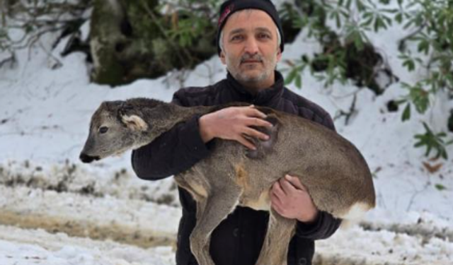 Yaralı karacanın hayatını kurtardı