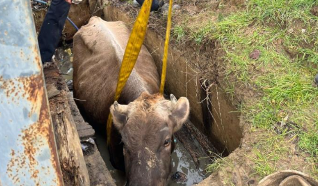Kuyuya düşen ineği itfaiye kurtardı