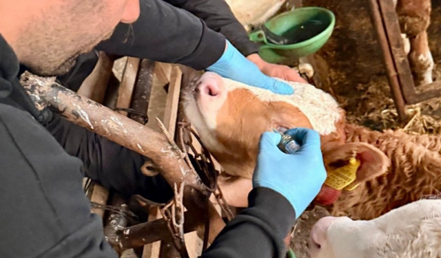 Brucella’ya karşı aşılama yapılıyor