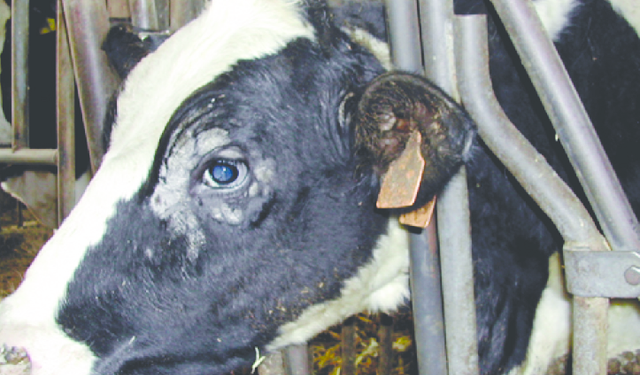 Veteriner Hekim Mustafa Yıldız’dan üreticilere kritik uyarı