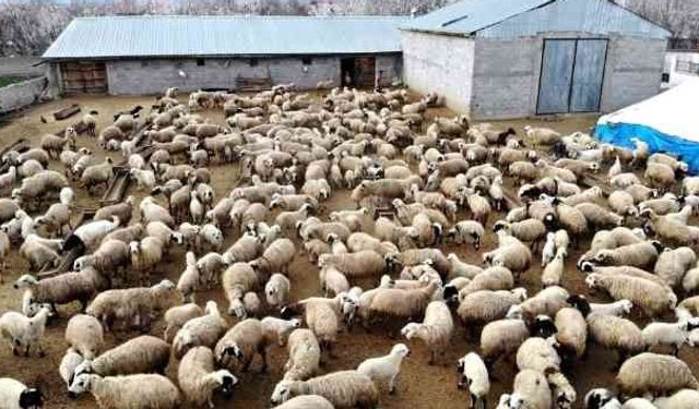 “Kırsalda Bereket” Projesi Sakarya’da başlıyor: Üreticiye hem hayvan hem finans desteği