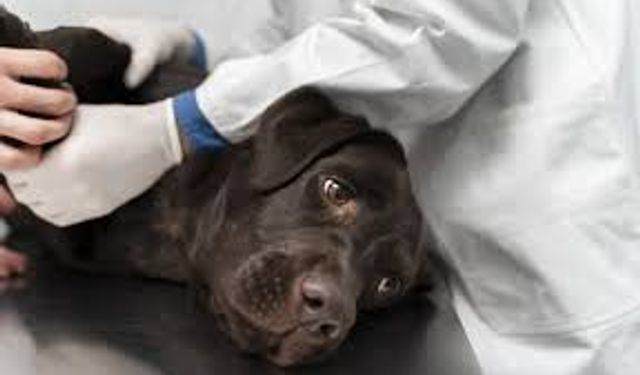 Veteriner hekim Yıldız uyardı: Evcil hayvanlarda erken teşhis kanserle mücadelede hayati