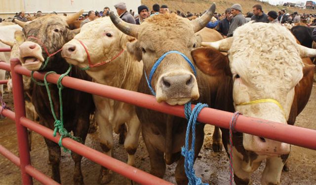 Türkiye'deki büyükbaş hayvan sayısı açıklandı